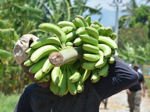 Inespre informa compra de m&aacute;s de 13 millones de guineos a Adobanano