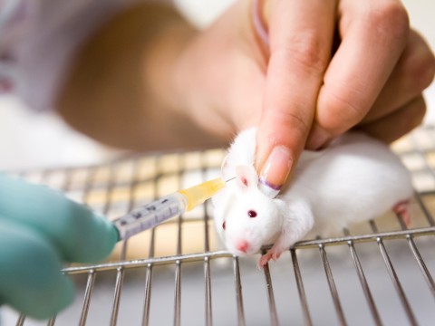 Un tratamiento que genera nuevas neuronas termina con el p&aacute;rkinson en ratones