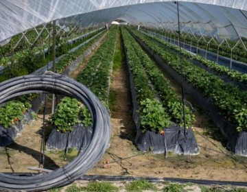 ONG entregan firmas a la Comisi&oacute;n Europea contra ley de regad&iacute;os de Do&ntilde;ana