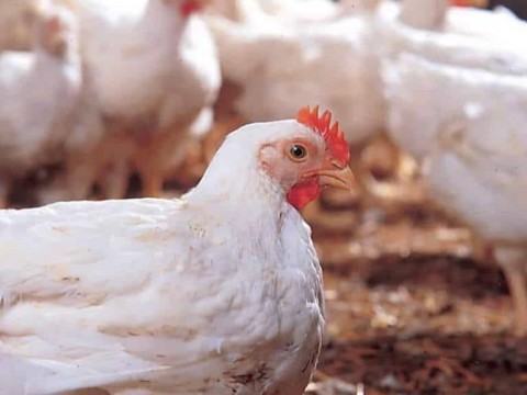 FAO activa protocolos ante brotes de Influenza Aviar en la regi&oacute;n