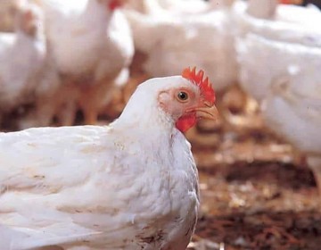 FAO activa protocolos ante brotes de Influenza Aviar en la regi&oacute;n