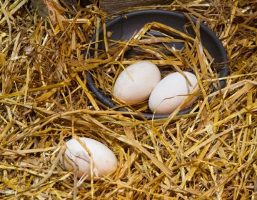 Gobierno importar&aacute; m&aacute;s huevos de pavo para fomentar su crianza familiar