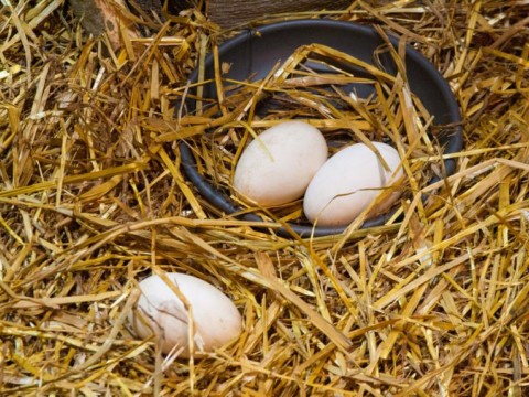 Gobierno importar&aacute; m&aacute;s huevos de pavo para fomentar su crianza familiar