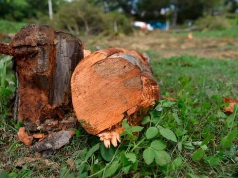 Ayuntamiento de Pu&ntilde;al corta decenas de &aacute;rboles de caoba pr&oacute;ximo a la autopista Duarte