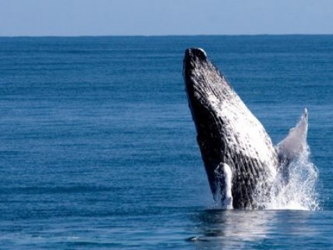 Temporada de Observaci&oacute;n de Ballenas inicia el 15 de enero