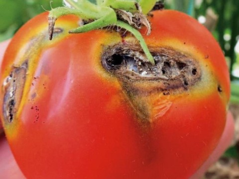 Sanidad Vegetal supervisa plagas cuarentenarias ausentes en el pa&iacute;s