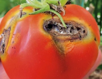 Sanidad Vegetal supervisa plagas cuarentenarias ausentes en el pa&iacute;s