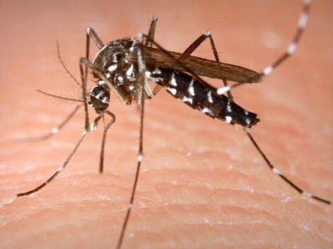 La vacuna contra la Chikungu&ntilde;a podr&aacute; suministrarse en Europa a partir del cuarto trimestre