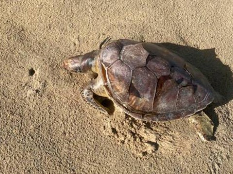 Redes pesqueras provocan muertes de tortugas en Miches