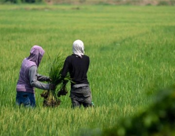 Detectan contaminaci&oacute;n por metales pesados en suelos agr&iacute;colas de la provincia Duarte