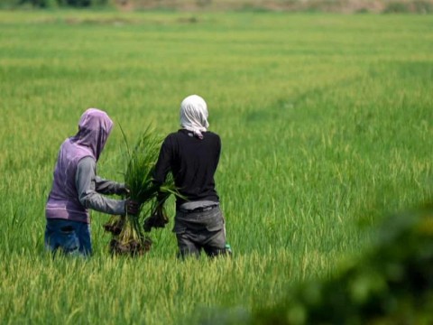 Detectan contaminaci&oacute;n por metales pesados en suelos agr&iacute;colas de la provincia Duarte