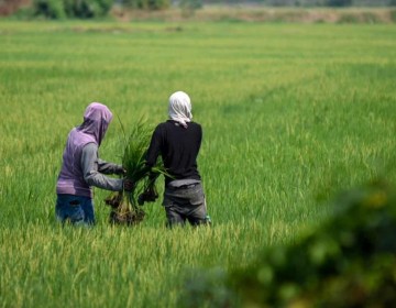 Crees: Productividad del arroz crece apenas 7.1 % en 20 a&ntilde;os
