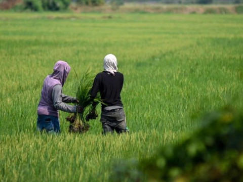 Crees: Productividad del arroz crece apenas 7.1 % en 20 a&ntilde;os