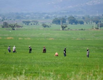 Arroceros valoran como positivo la prohibici&oacute;n de exportar el cereal anunciada por el gobierno