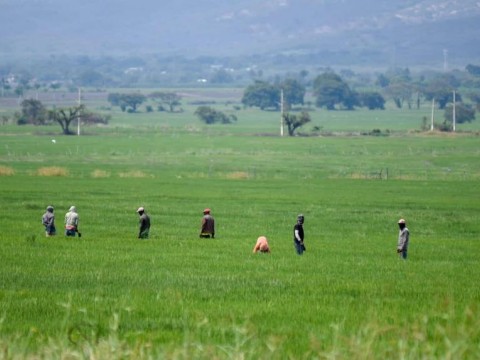 Arroceros valoran como positivo la prohibici&oacute;n de exportar el cereal anunciada por el gobierno