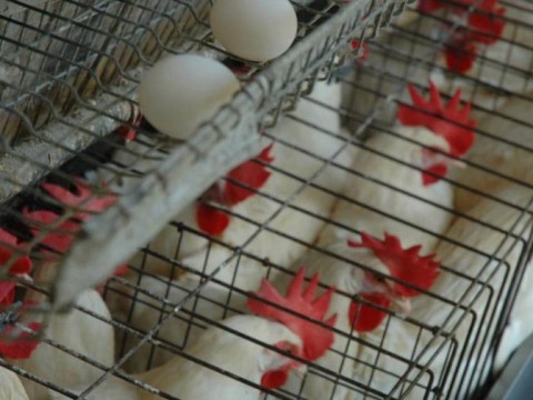 Gobierno y productores acuerdan sacar del mercado gallinas que producen huevos destinados a Hait&iacute;