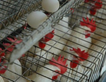 Gobierno y productores acuerdan sacar del mercado gallinas que producen huevos destinados a Hait&iacute;